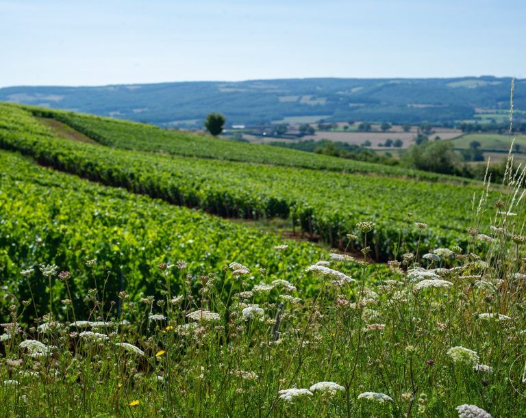 Photographie des vignes du Domaine Vincent Royet - Chateau de Couches